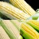 鮮採家 玉米家族綜合蔬果(黃玉米+水果玉米+糯米玉米)