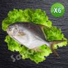 【賣魚的家】鮮嫩整尾紅沙魚 6尾組(350-400g/尾)