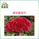 【綠藝家】大包裝H24.頭狀雞冠花(紅色，高40~60cm)種子600顆
