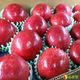 美國頂級富士蘋果 (32顆)【彩水果】