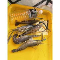 （四斤以下下標區、）活跳跳的硬殼蝦泰國蝦魚塭現載一斤約6-10隻~促銷8斤免運