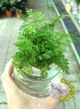 [水耕兔腳蕨盆栽 ] 專利玻璃瓶 水耕植物盆栽 可放室內 需光線充足的環境~半日照更好
